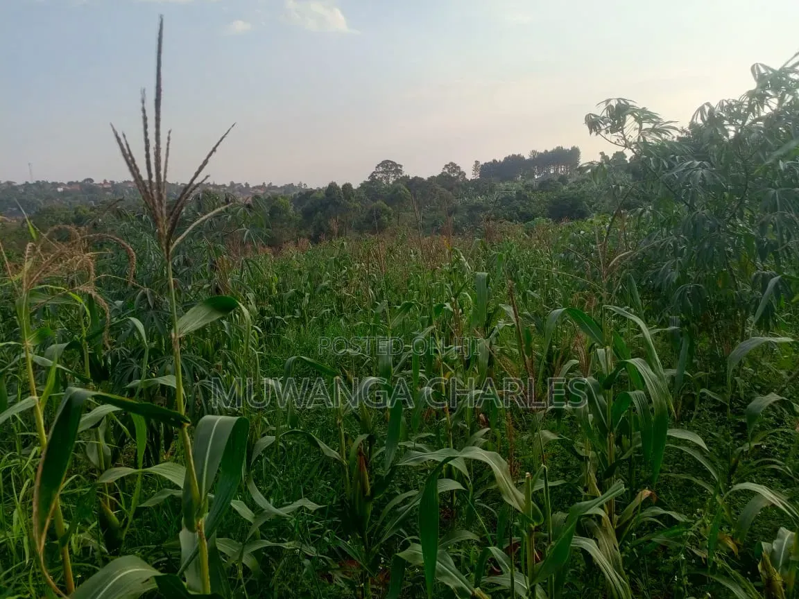 Land on Sale in Kiwebwa Semuto Road in Gombe
