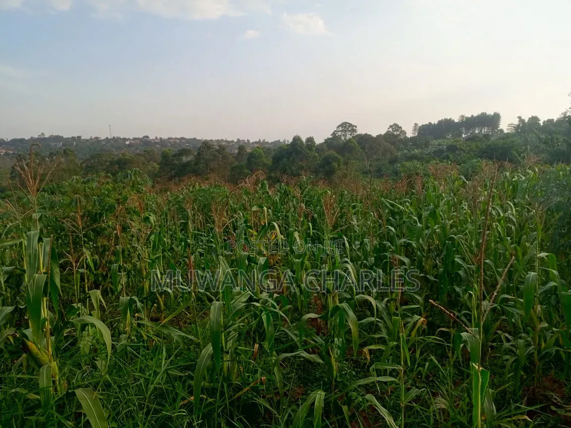 Land on Sale in Kiwebwa Semuto Road in Gombe