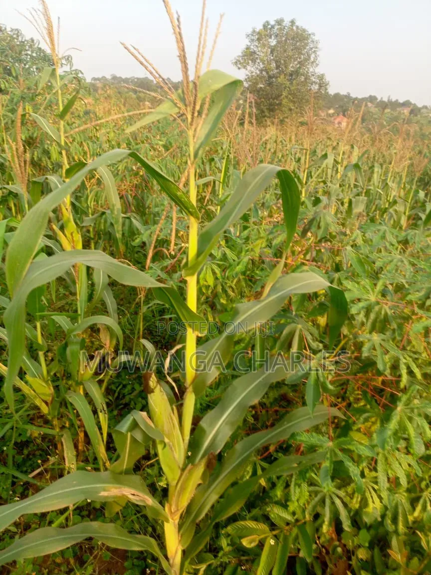 Land on Sale in Kiwebwa Semuto Road in Gombe