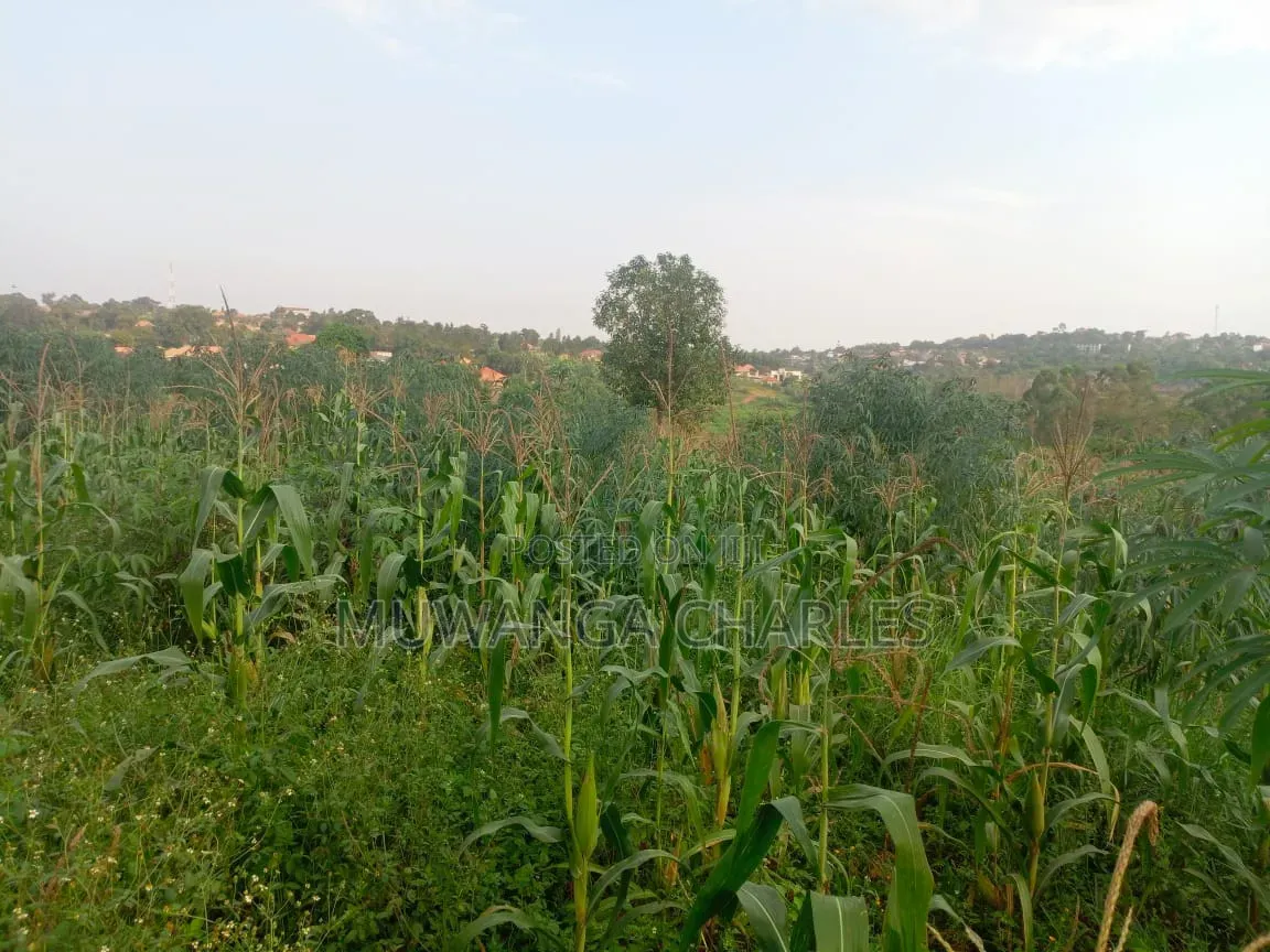 Land on Sale in Kiwebwa Semuto Road in Gombe