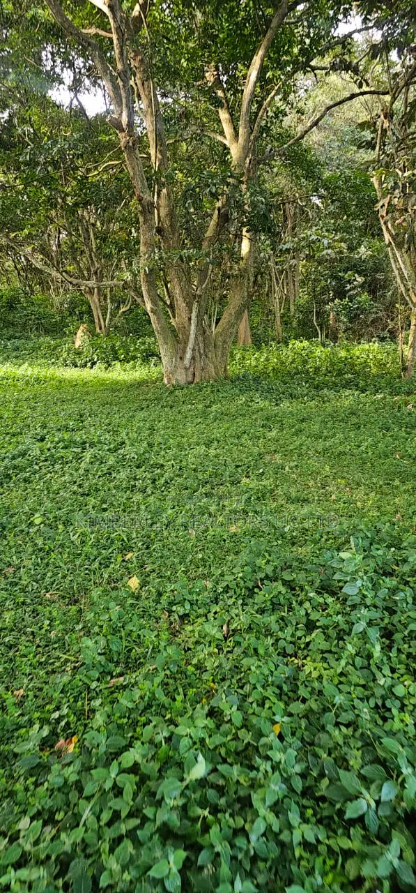 200 Acres For Sale – Nakasongola (Kalungi) in Nakasongola