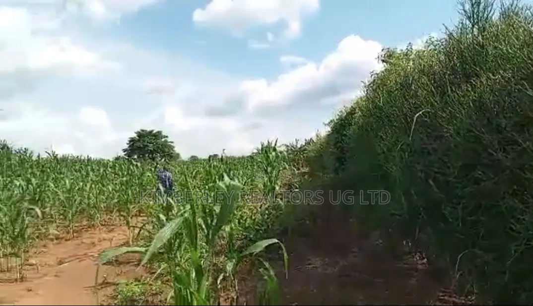 120 Acres of Agricultural Land for Sale – Nakaseke Wakyato in Division A