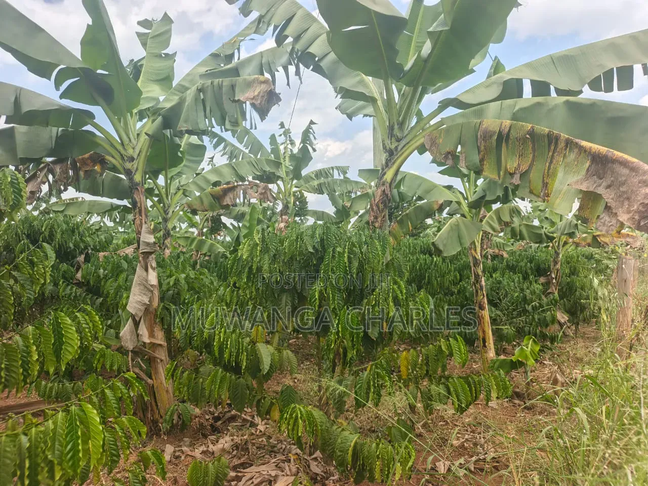 Land for Sale in Wabutungulu Zirobwe in Zirobwe