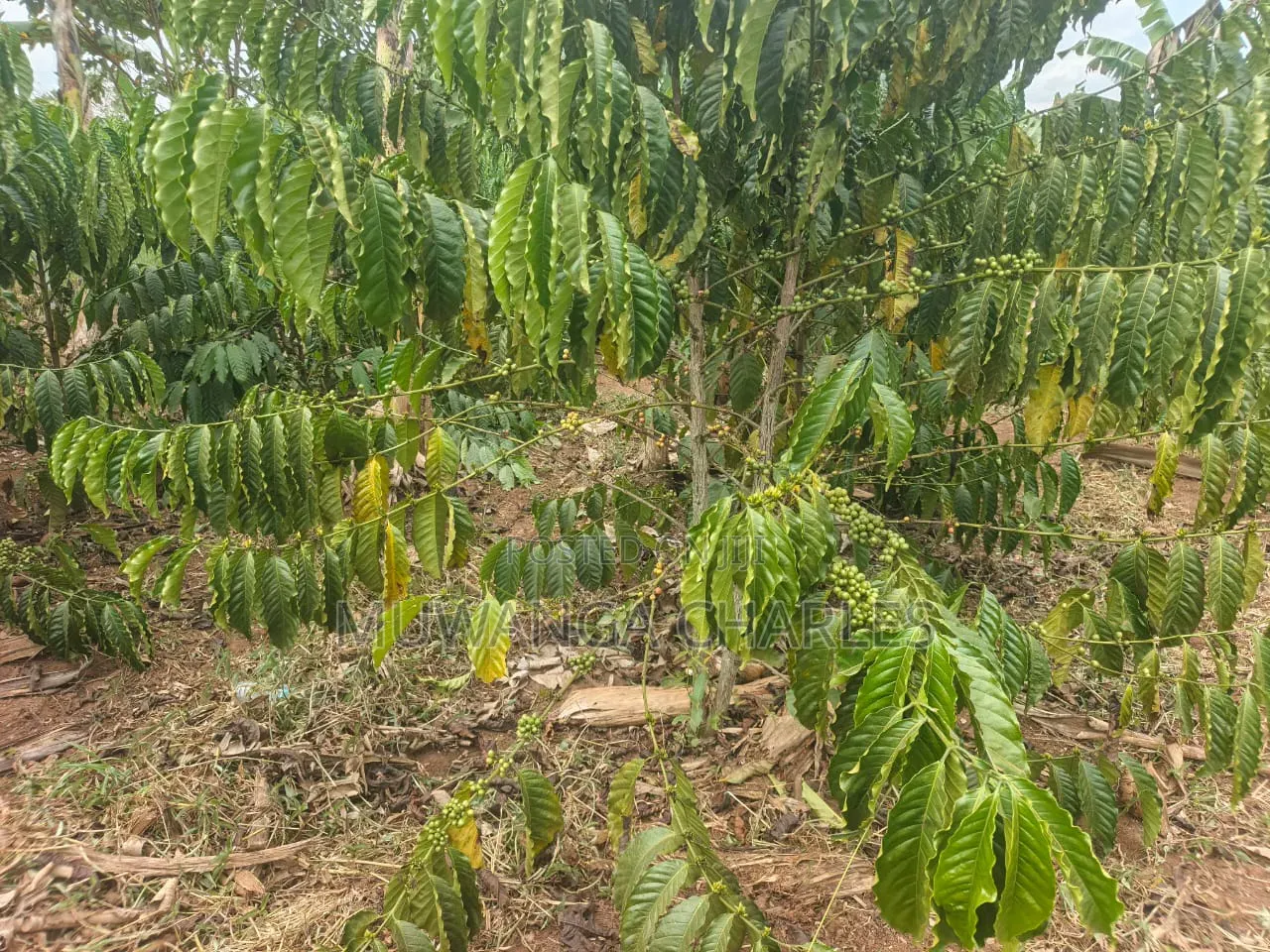 Land for Sale in Wabutungulu Zirobwe in Zirobwe