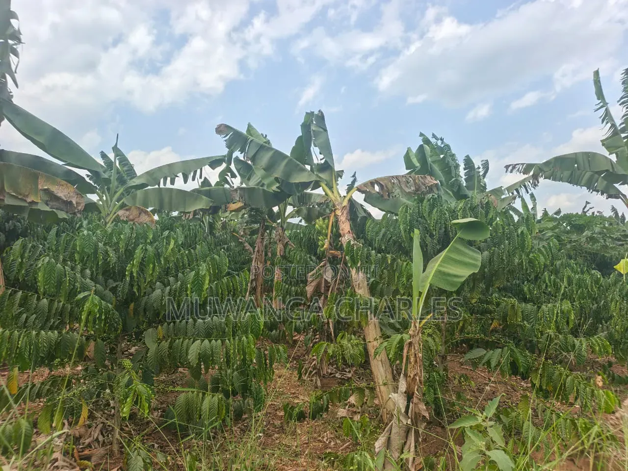 Land for Sale in Wabutungulu Zirobwe in Zirobwe