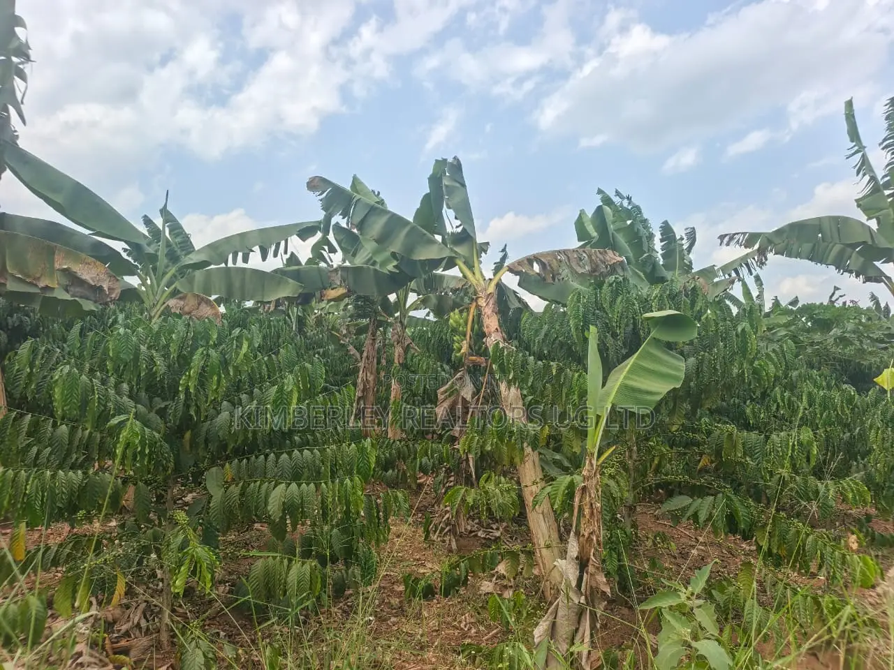 Coffee Plantation on Quick Sale – Mukono Nakifuma in Mukono TC