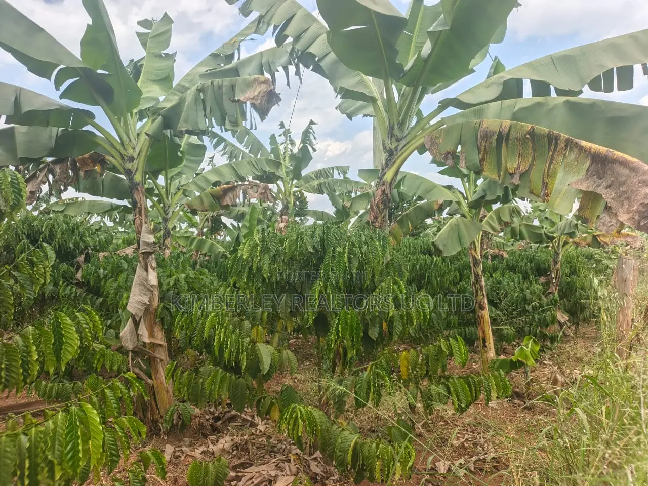 Coffee Plantation on Quick Sale – Mukono Nakifuma in Mukono TC