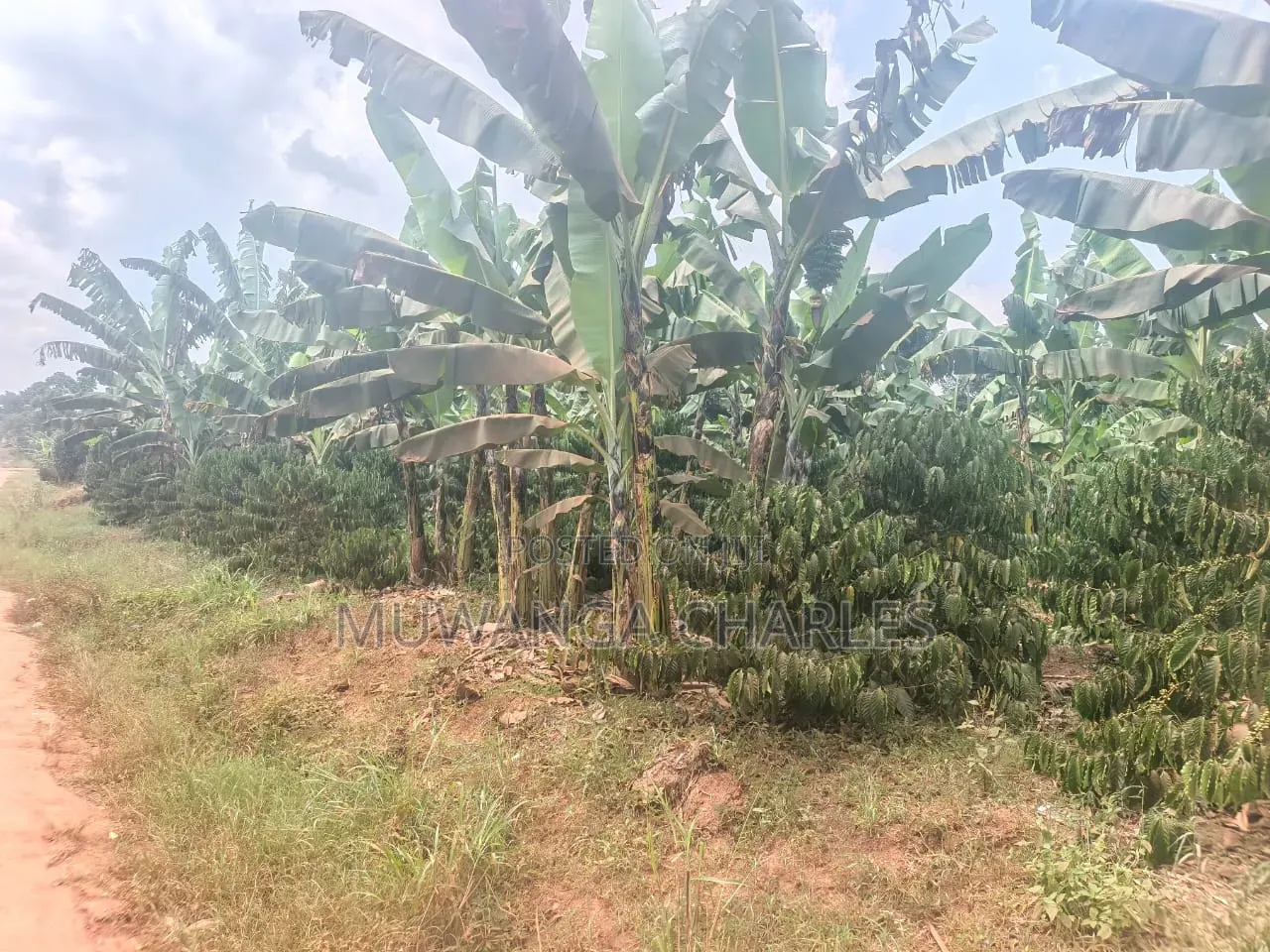 Land on Sale in Semuto in Gombe