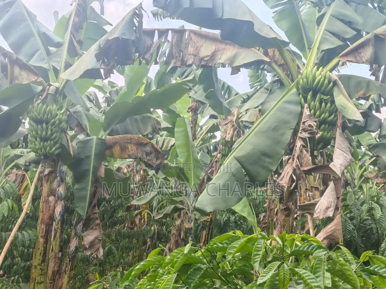 Land on Sale in Semuto in Gombe