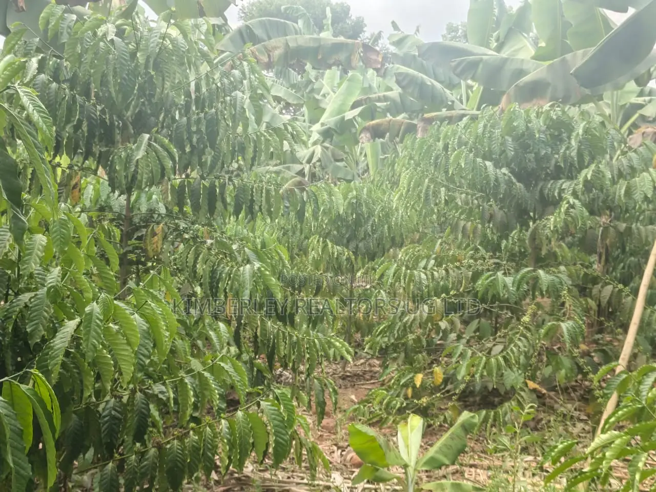 Coffee Matooke Plantation on Quick Sale – Mukono, Nakifuma in Mukono TC