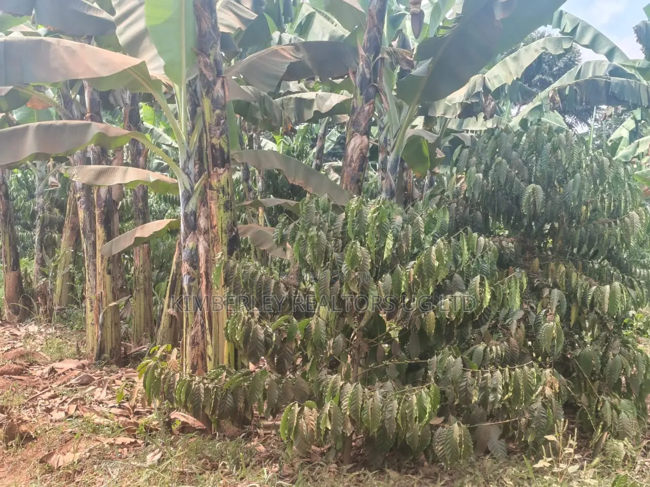Coffee Matooke Plantation on Quick Sale – Mukono, Nakifuma in Mukono TC