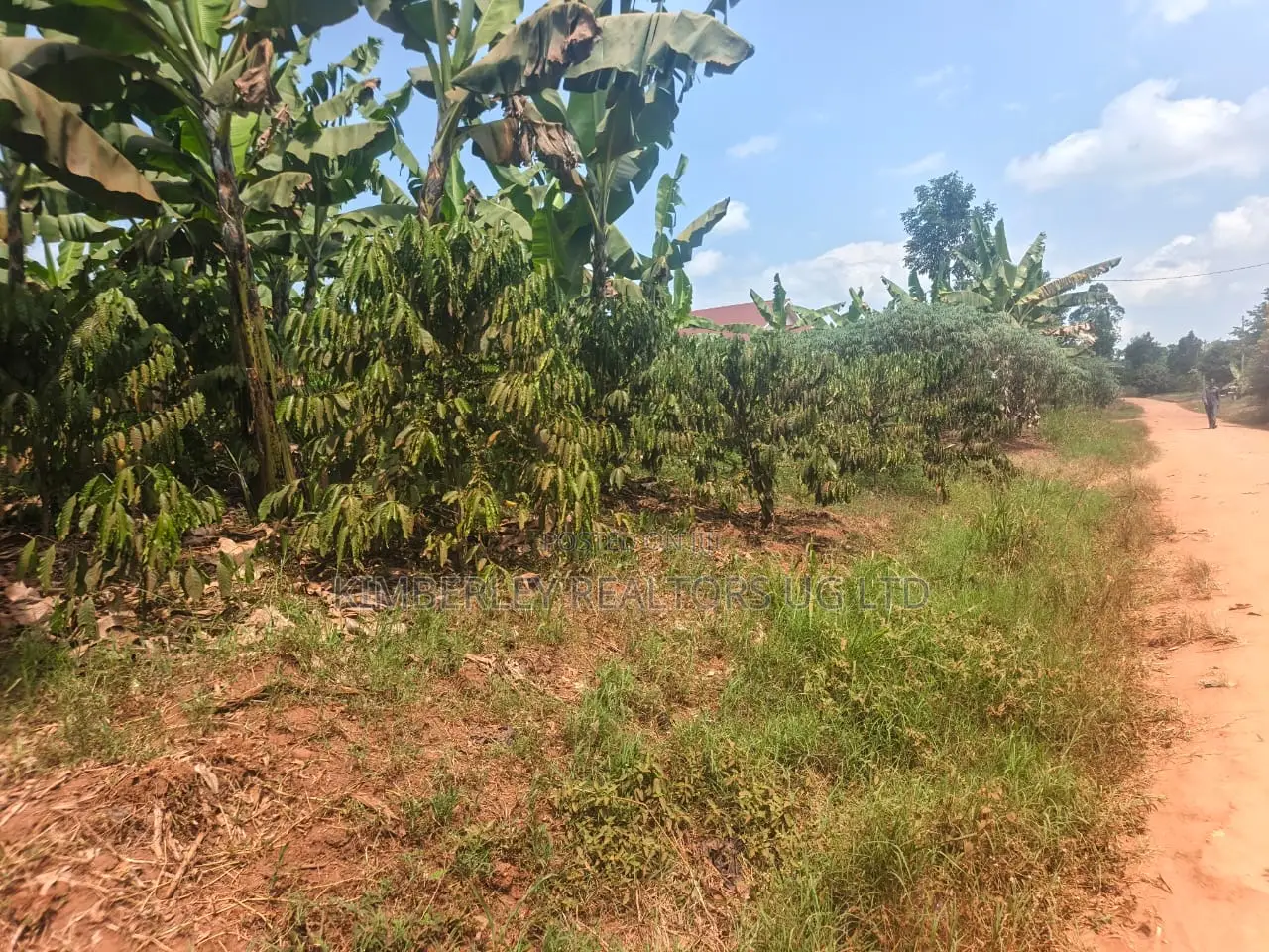 Coffee Matooke Plantation on Quick Sale – Mukono, Nakifuma in Mukono TC