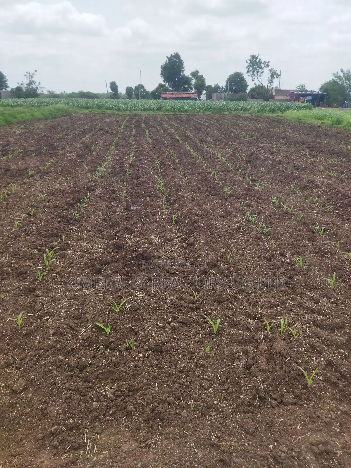 Prime Plot for Sale – Busika (Kalagala Town Estate) in Division A