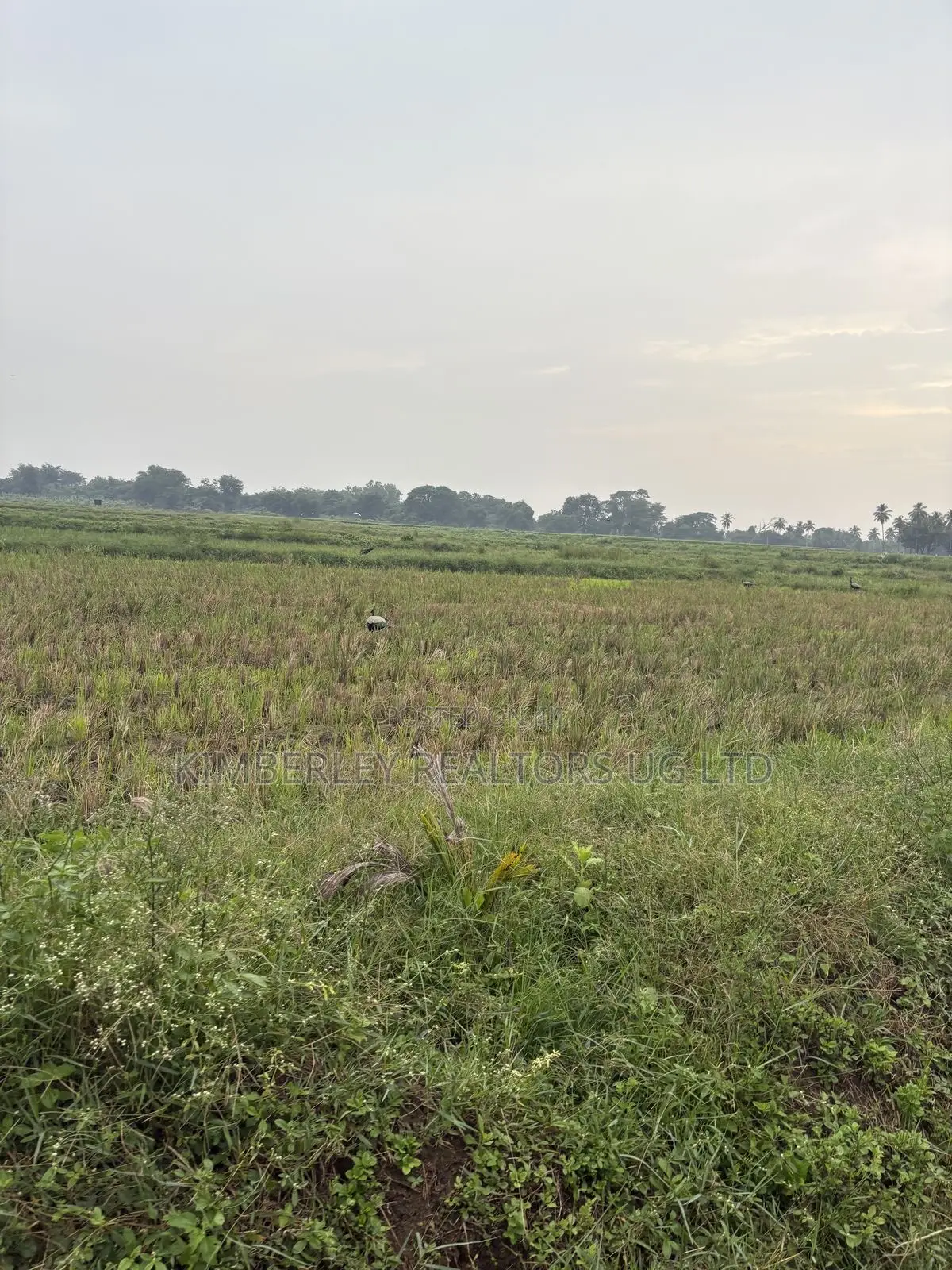 Prime Plots for Sale – Busika (Arena Town Estate) in Division A