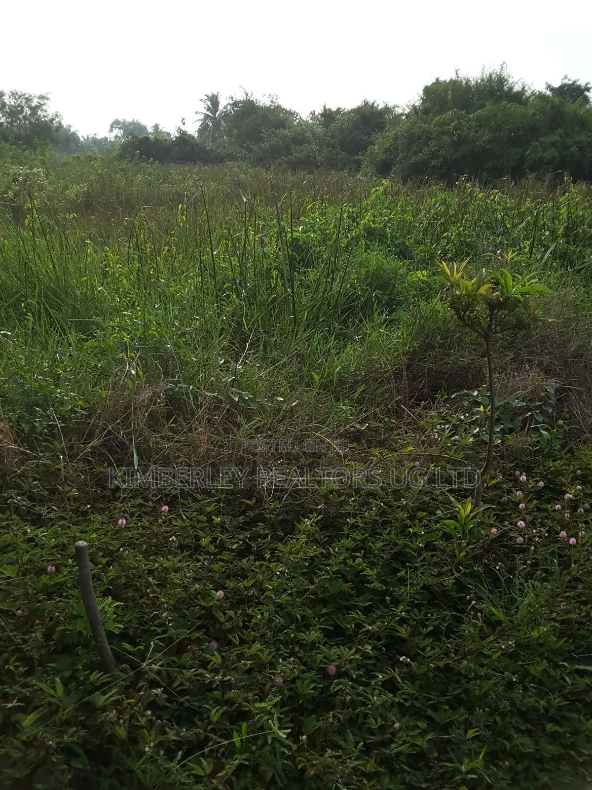 Prime Plot for Sale – Busika (Vila Wabikokoma Estate) in Division A