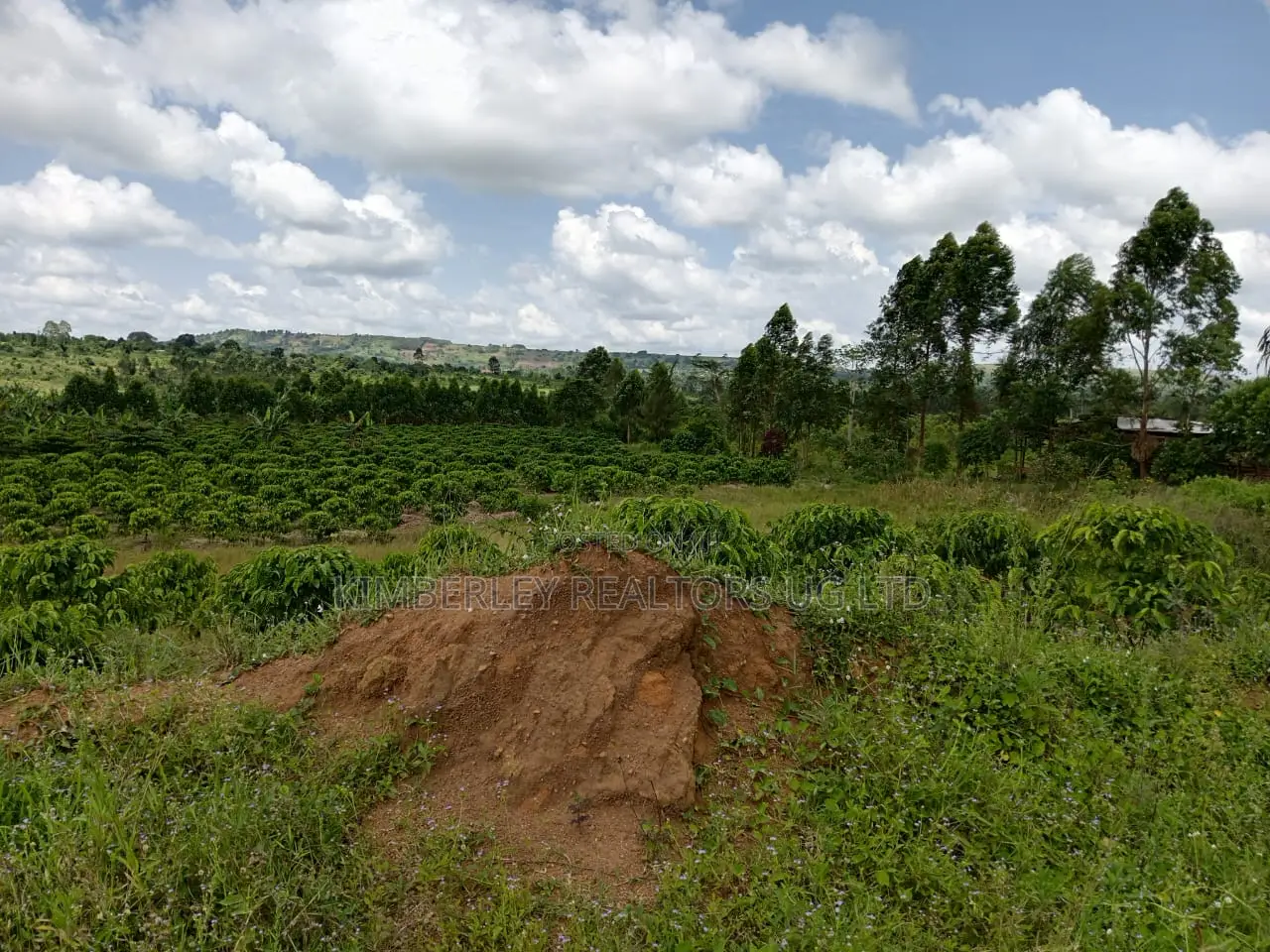 Commercial Plot for Sale – Seguku Nican in Division A