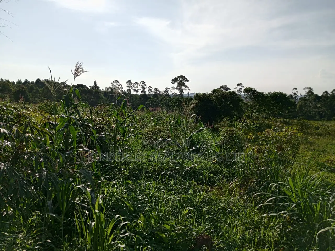 Commercial Plot For Sale – Seguku Nican in Division A