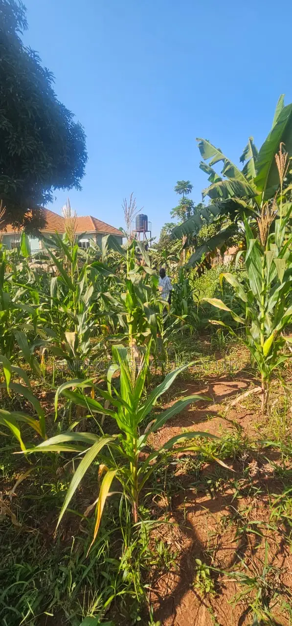 Quick Sale Plot for Sale – Seguku Katale in Division A