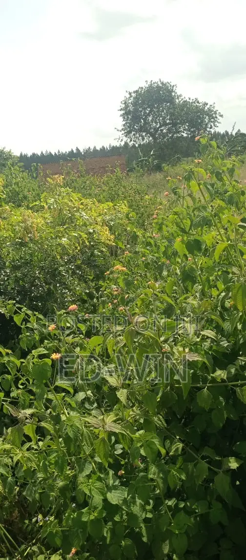 200 Acres Kakinzi in Luwero / Luwero