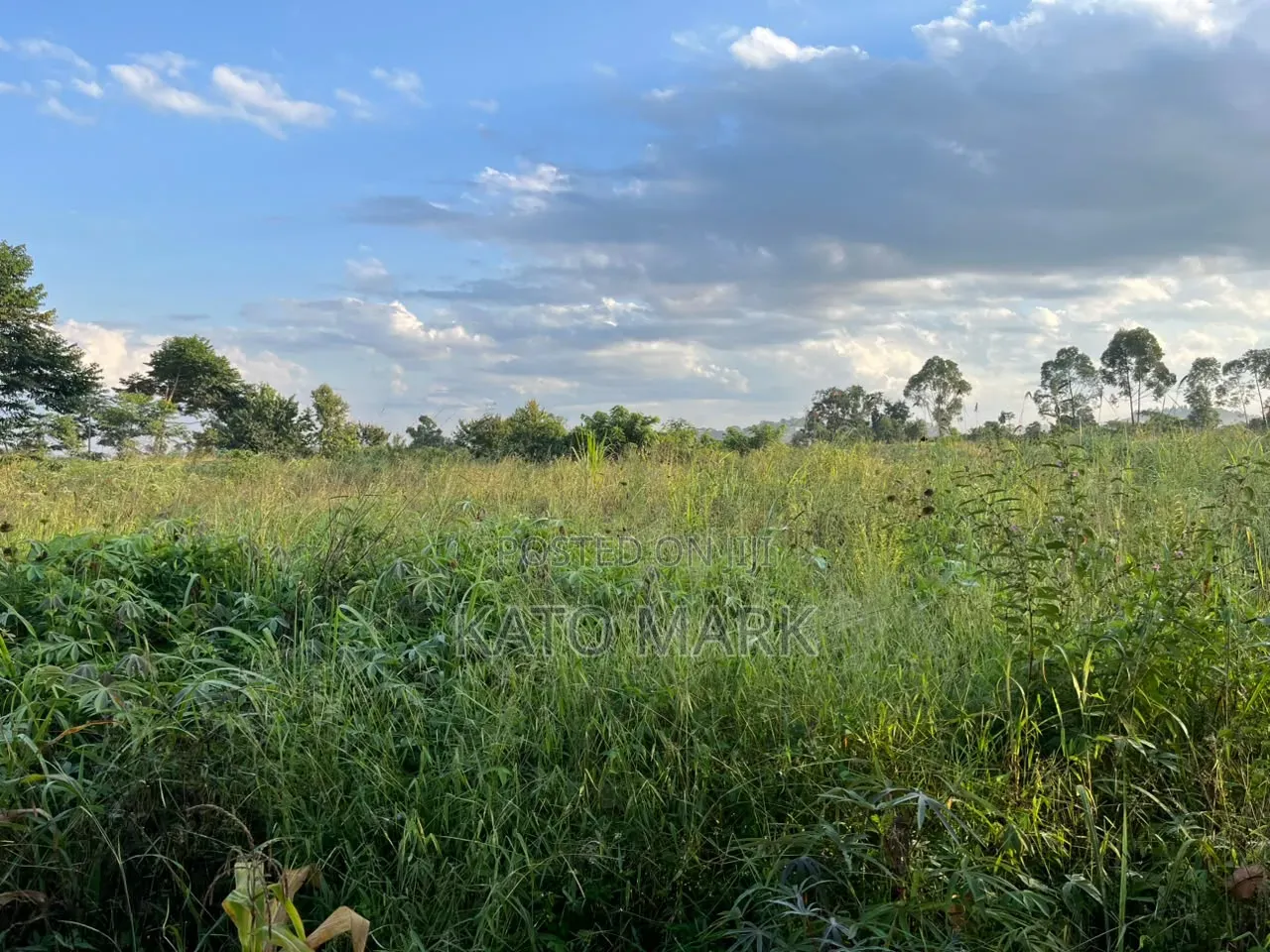 One Acre and Half for Sale Located at Mukono Nkokonjeru in Mukono TC