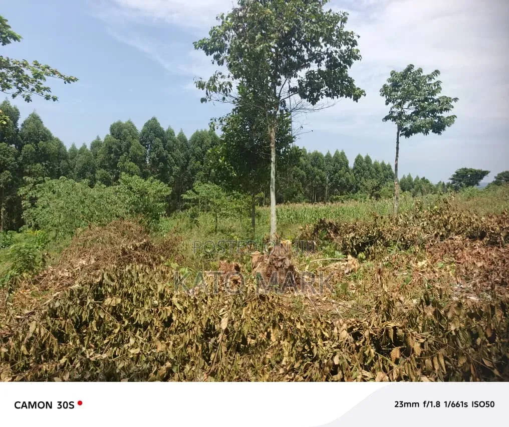 Half Acre for Sale Located at Mukono Katosi in Mukono TC