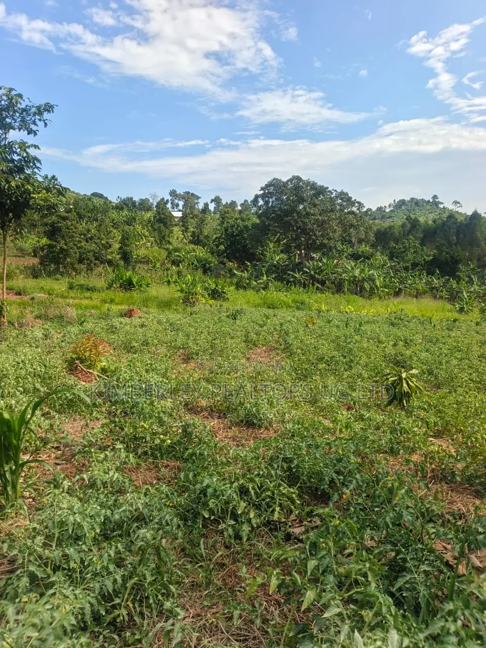 Estate Plot for Sale – Hoima Road in Division A