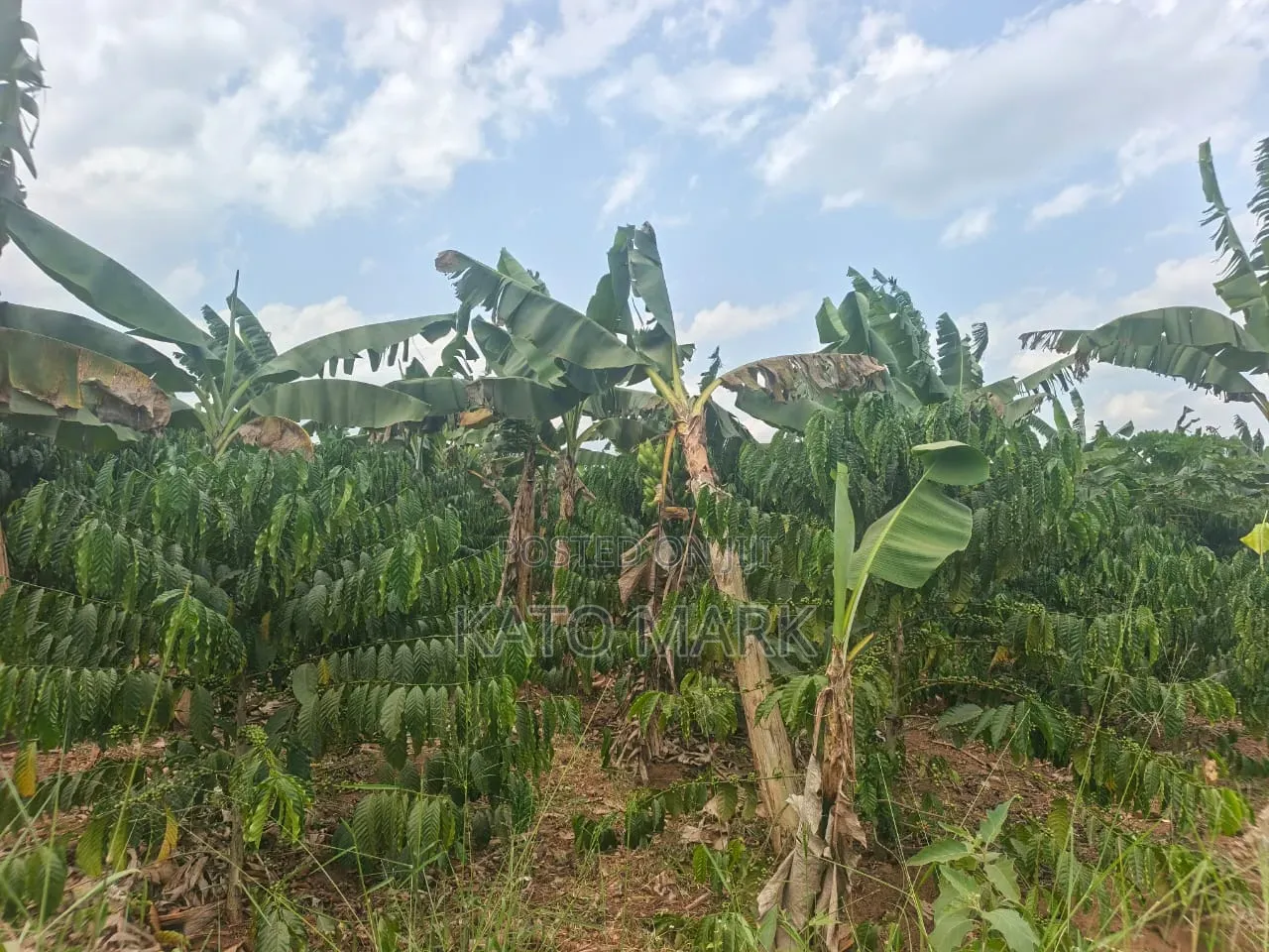 2 Acres for Sale Located at Nakifuma in Mukono TC