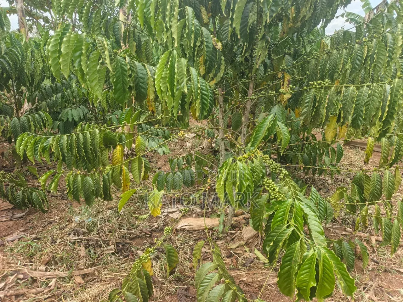 2 Acres for Sale Located at Nakifuma in Mukono TC