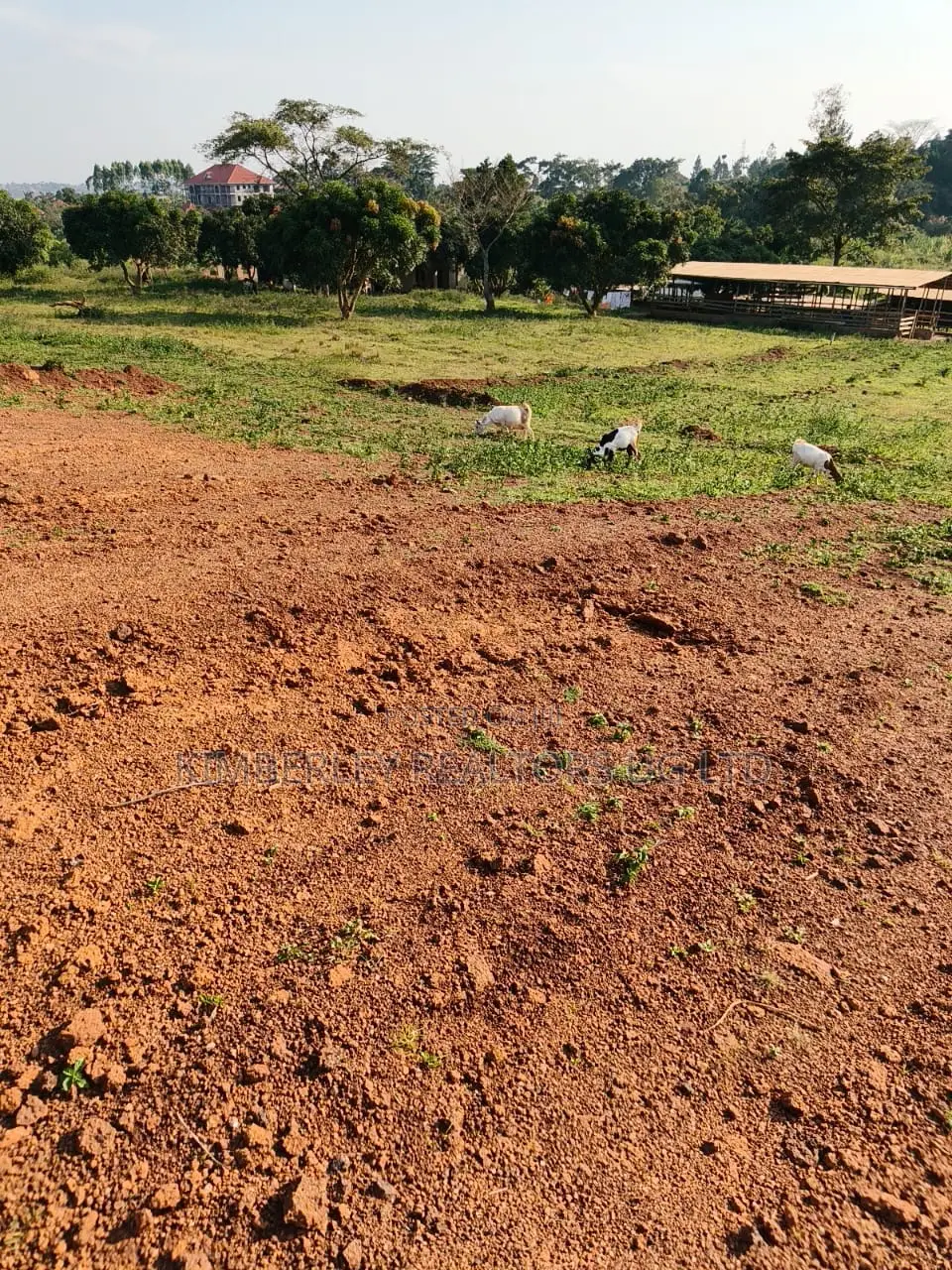 7 Acres for Sale – Luweero Wabigali (After Buzibwera) in Luwero / Luwero
