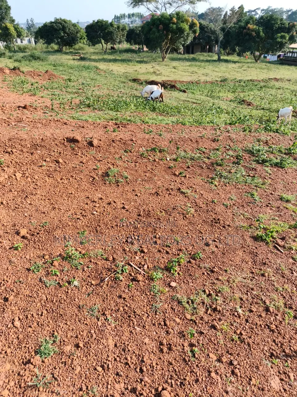 Commercial Land for Sale – Zigoti Nakitoro Town, Mityana Road in Mityana TC