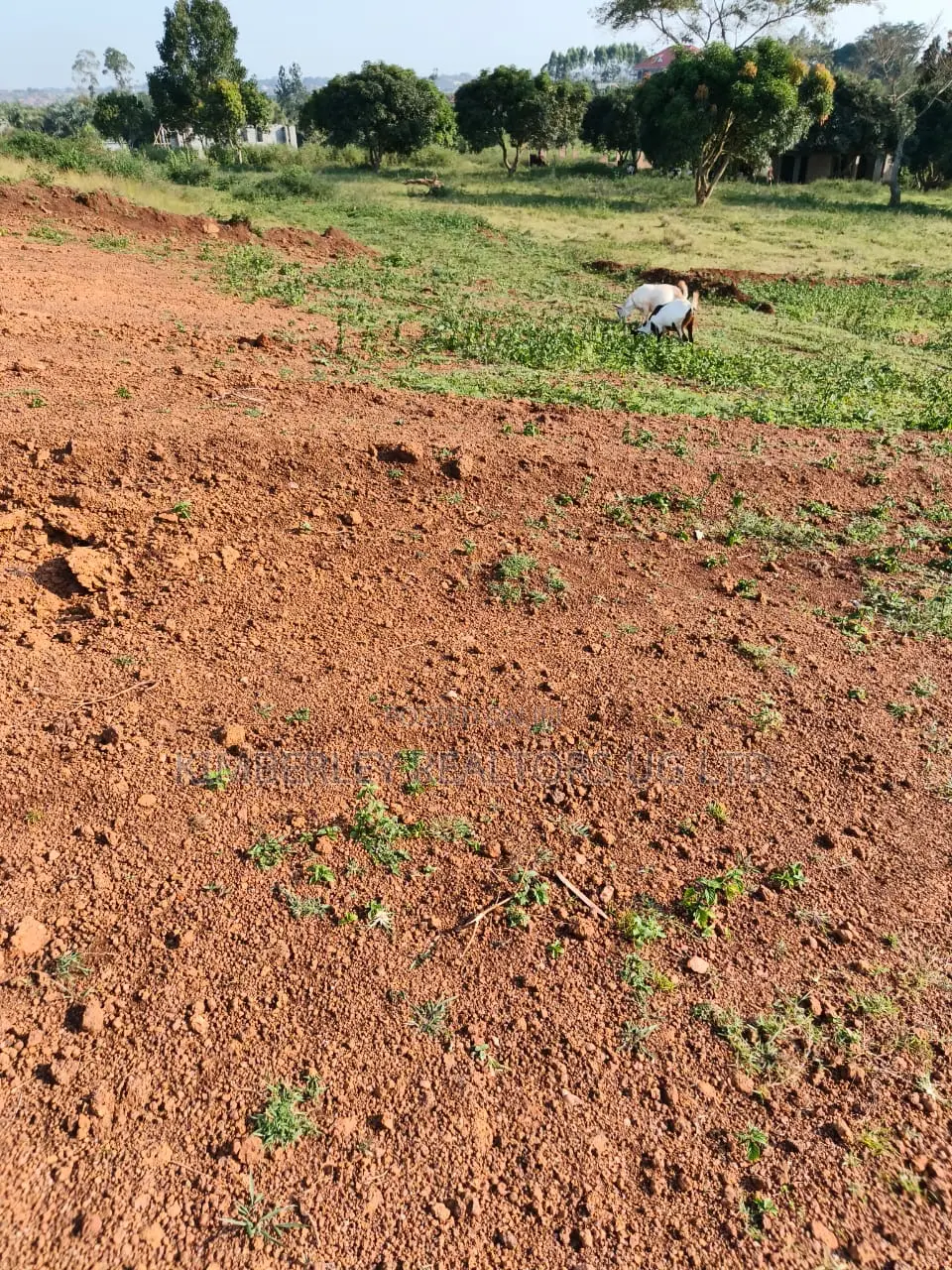 Commercial Land for Sale – Zigoti Nakitoro Town, Mityana Road in Mityana TC