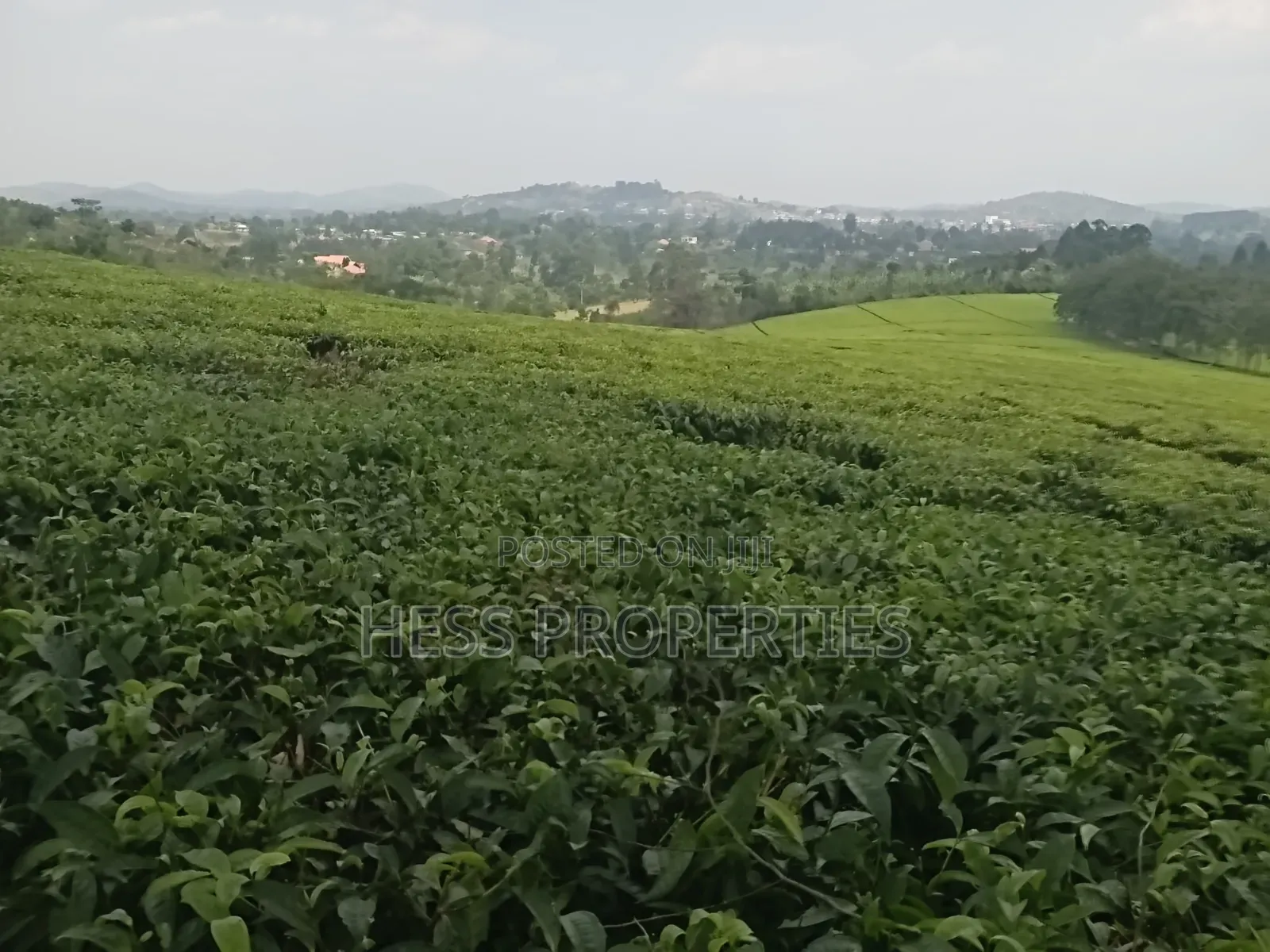 Commercial Land on Sale Located in Kyenjojo in Kyenjojo