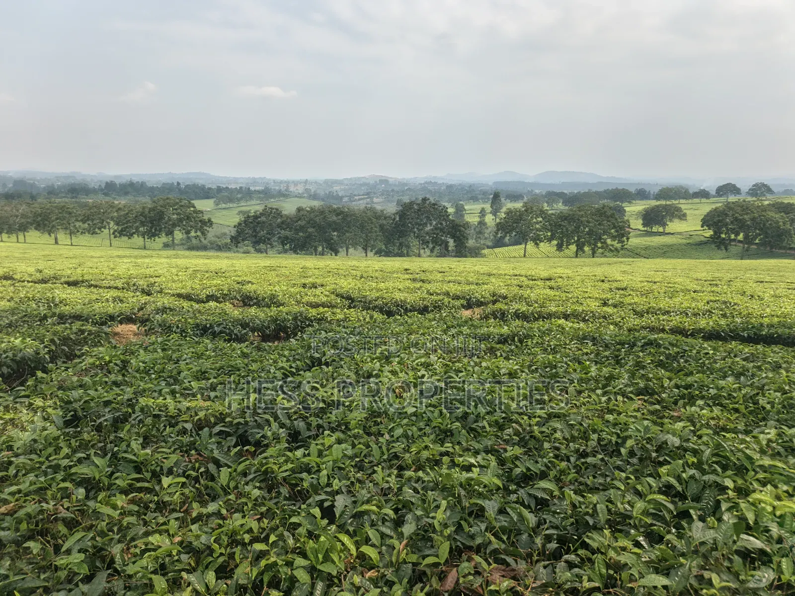 Commercial Land on Sale Located in Kyenjojo in Kyenjojo