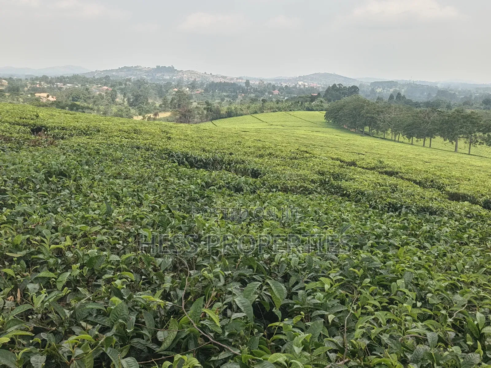 Commercial Land on Sale Located in Kyenjojo in Kyenjojo