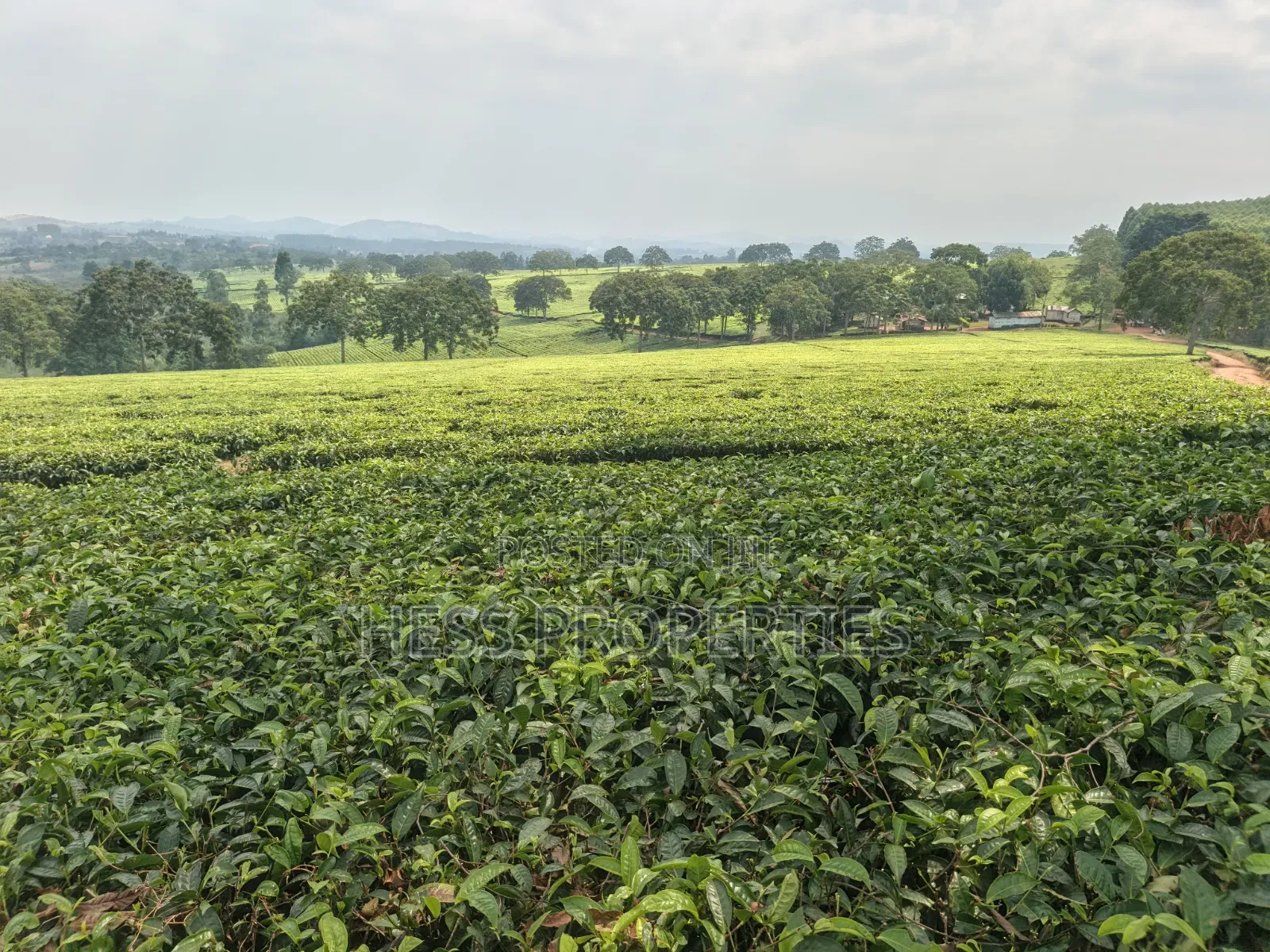 Commercial Land on Sale Located in Kyenjojo in Kyenjojo