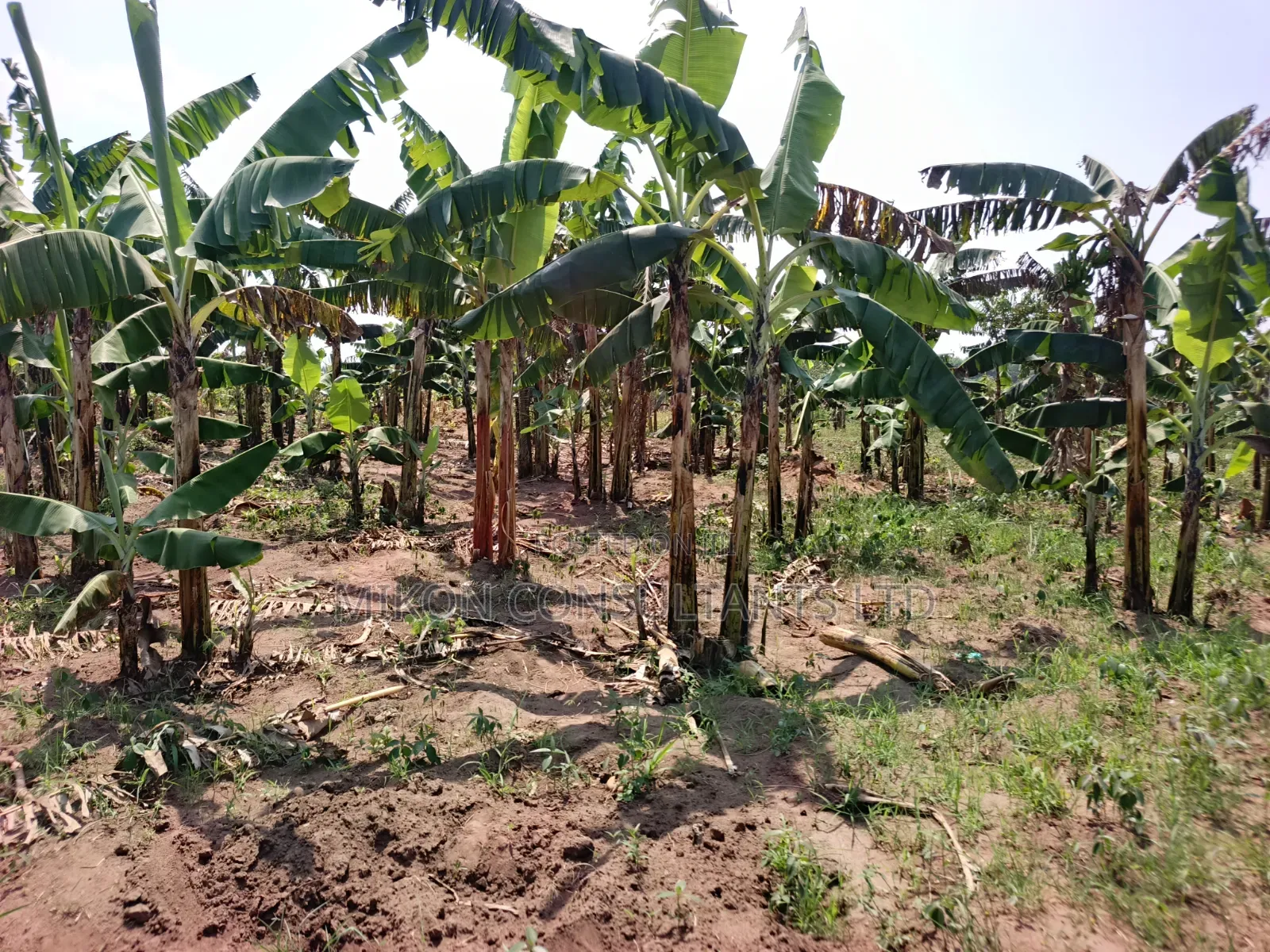 4 Acres of and in Luweero in Central Division