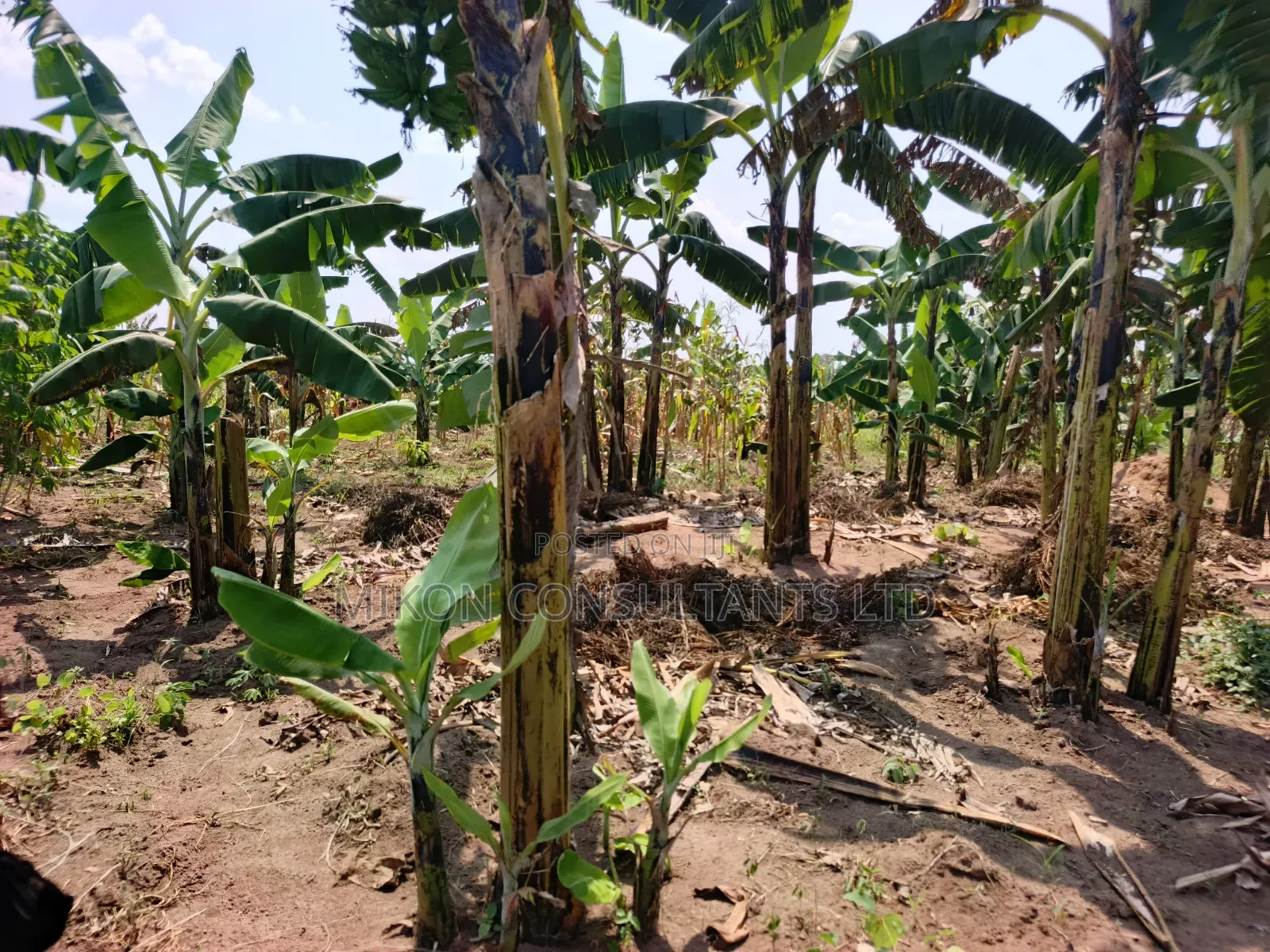 4 Acres of and in Luweero in Central Division