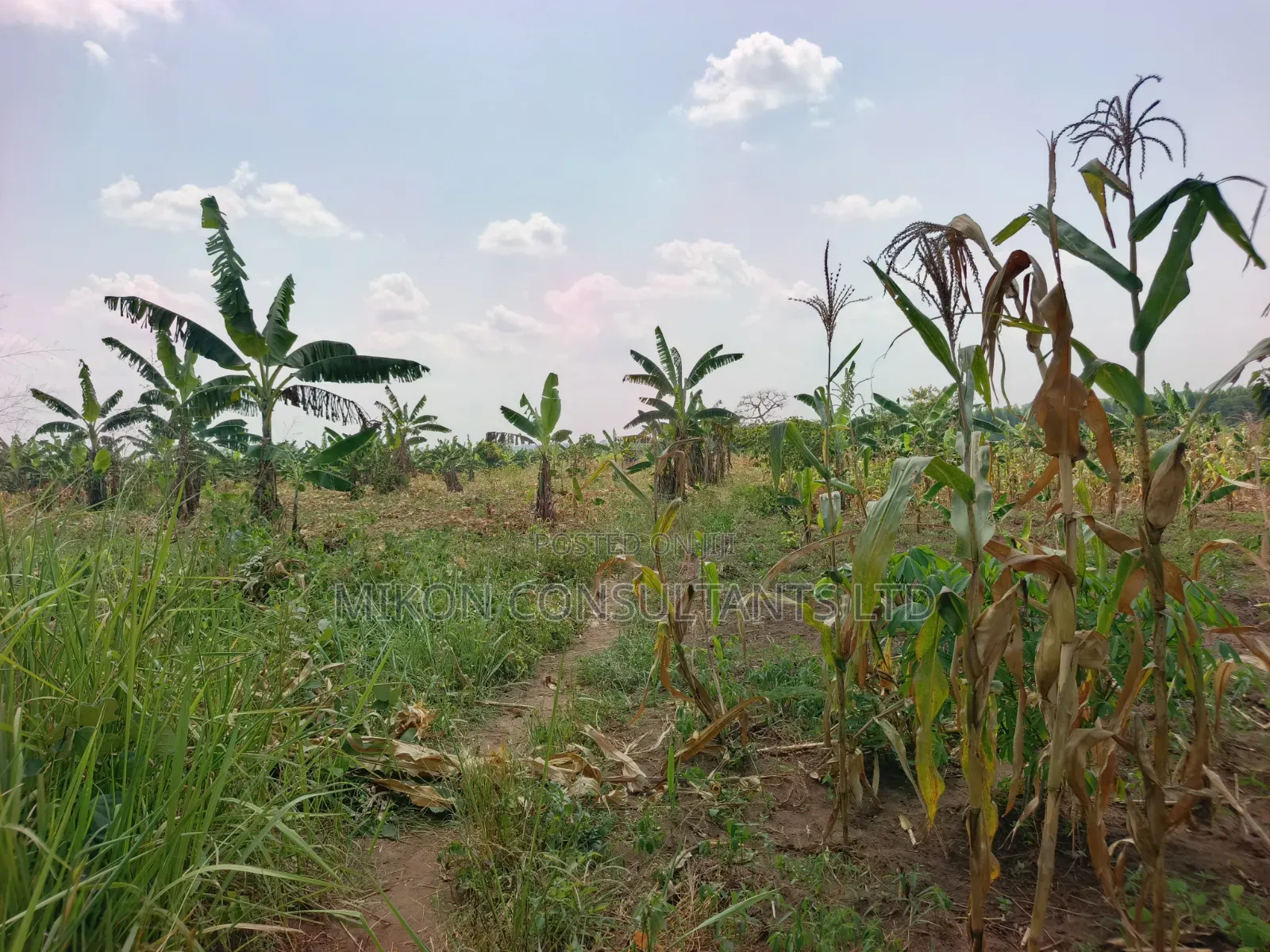 4 Acres of and in Luweero in Central Division