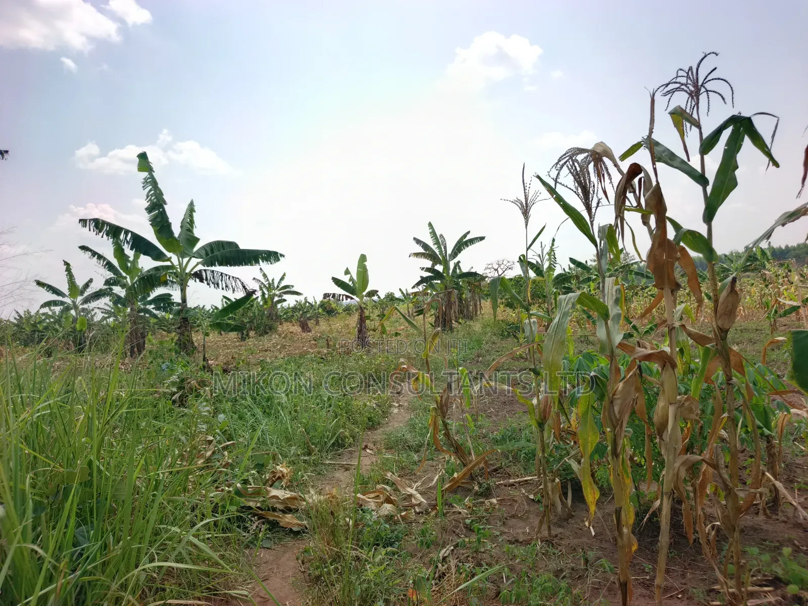 4 Acres of and in Luweero in Central Division