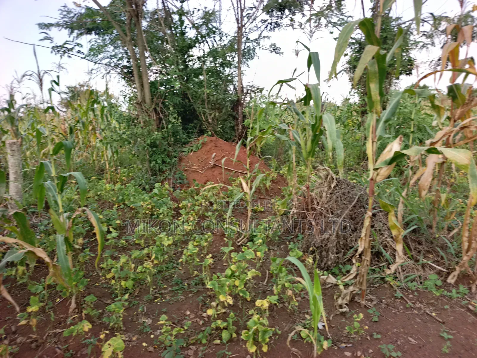 4 Acres of and in Luweero in Central Division