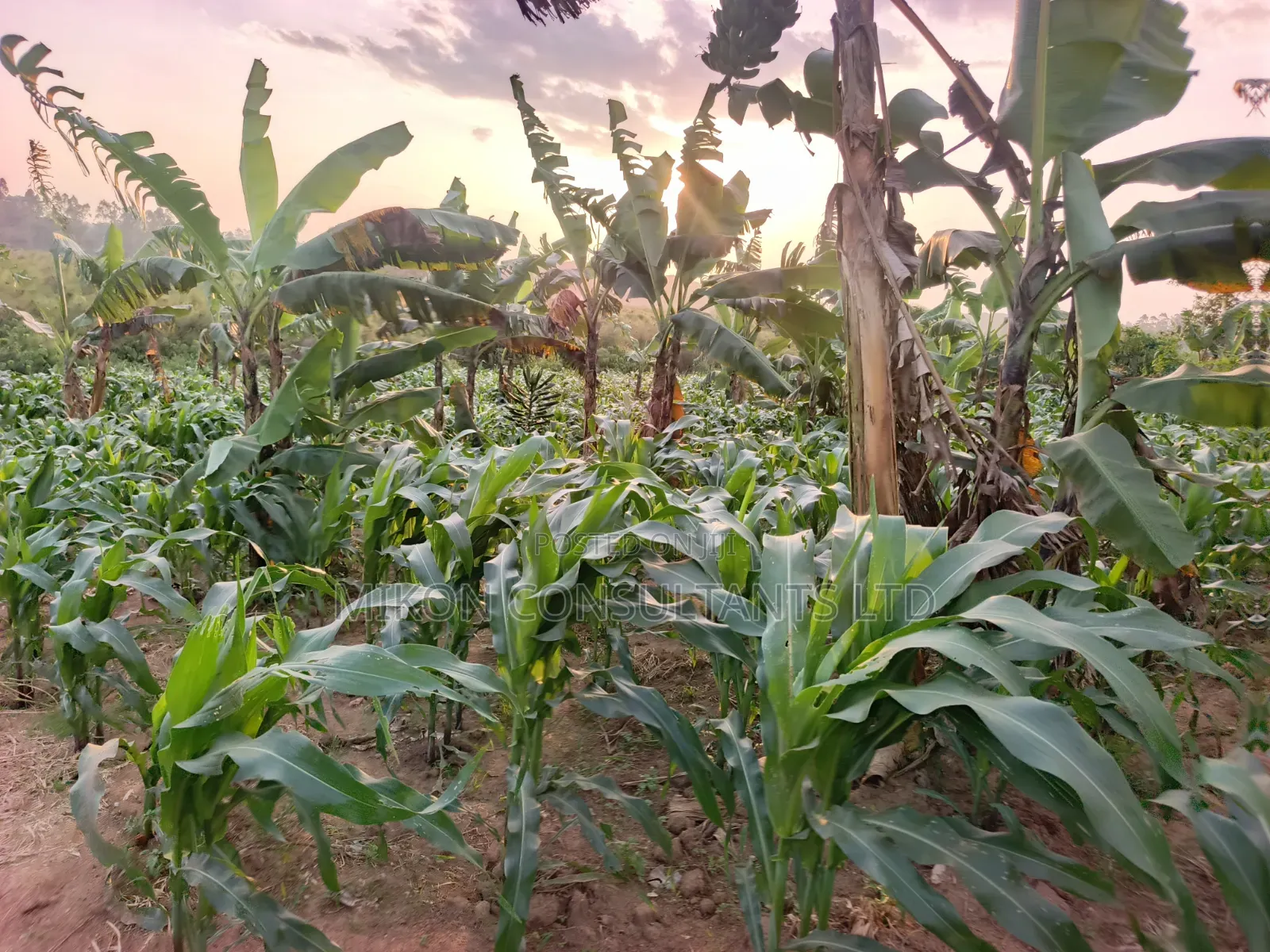 Half Acre of Land in Matuga Town Bombo Road in Central Division