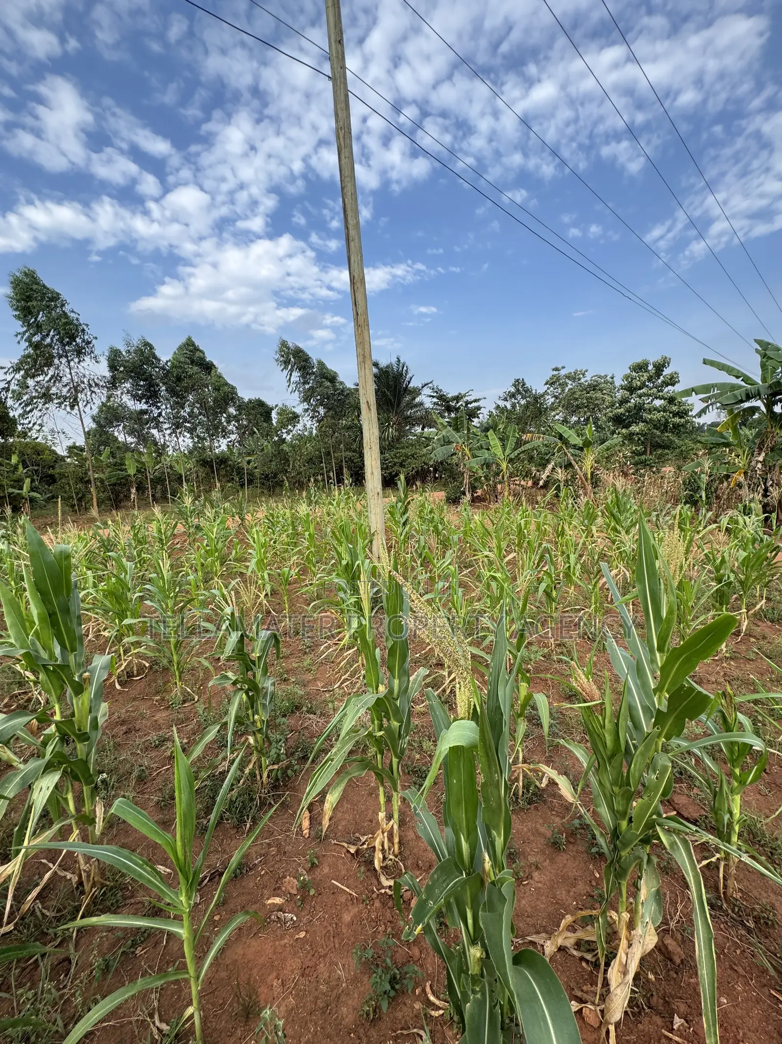50*50ft Plots at Nakifuma-Magogo With Maize and Kalitunsi for Sale in Kyampisi