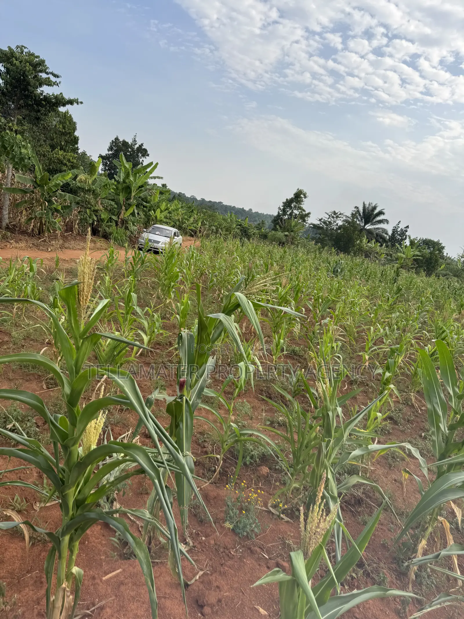 50*50ft Plots at Nakifuma-Magogo With Maize and Kalitunsi for Sale in Kyampisi