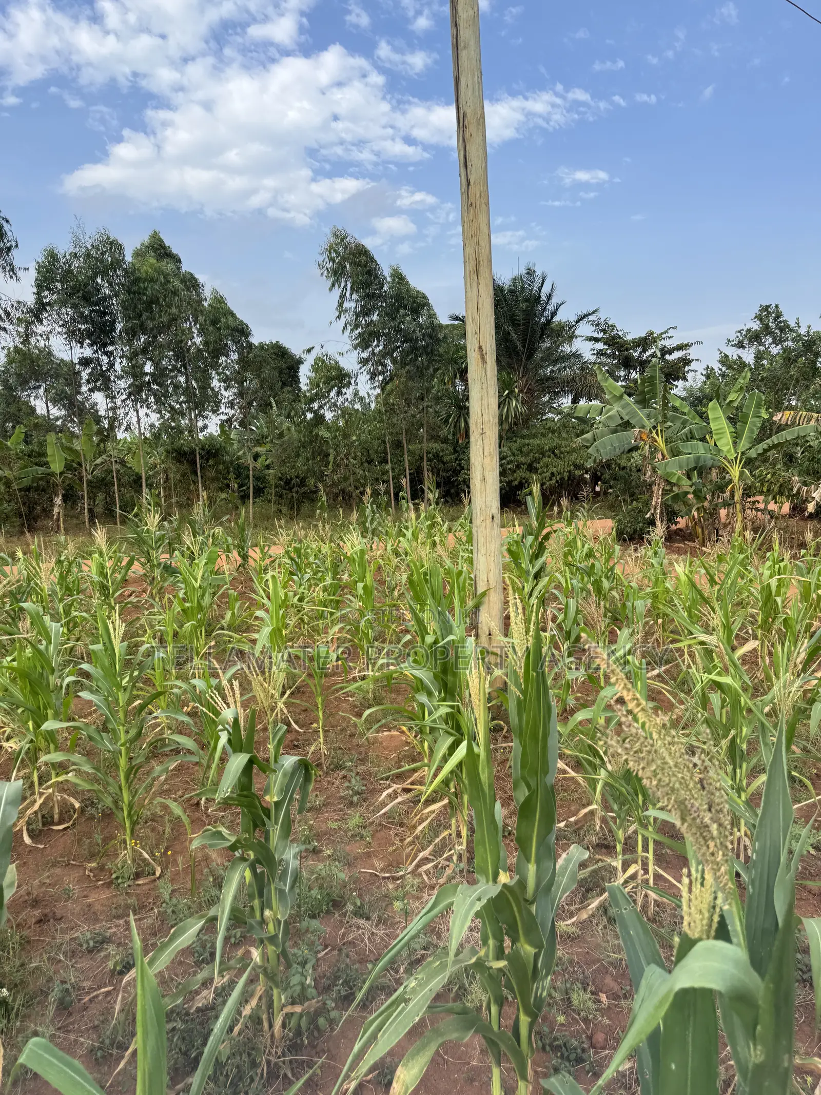 50*50ft Plots at Nakifuma-Magogo With Maize and Kalitunsi for Sale in Kyampisi