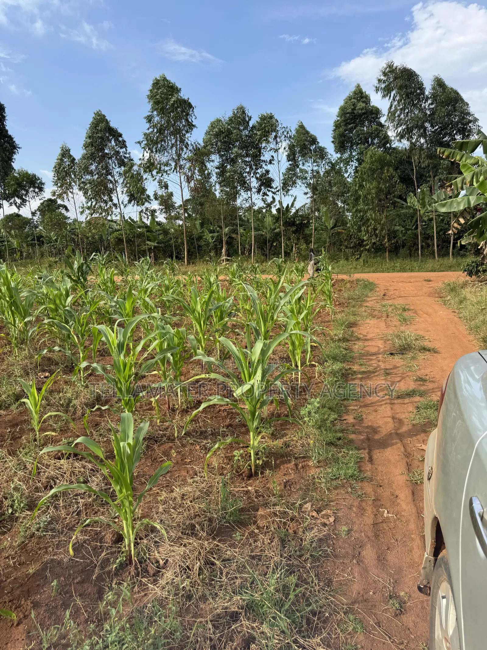 50*50ft Plots at Nakifuma-Magogo With Maize and Kalitunsi for Sale in Kyampisi