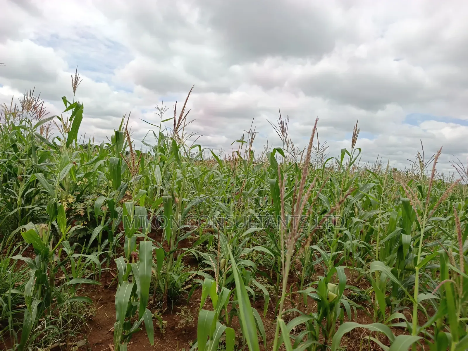 10 Acres of Land in Kabunyata After Kikyusa Luwero District in Central Division