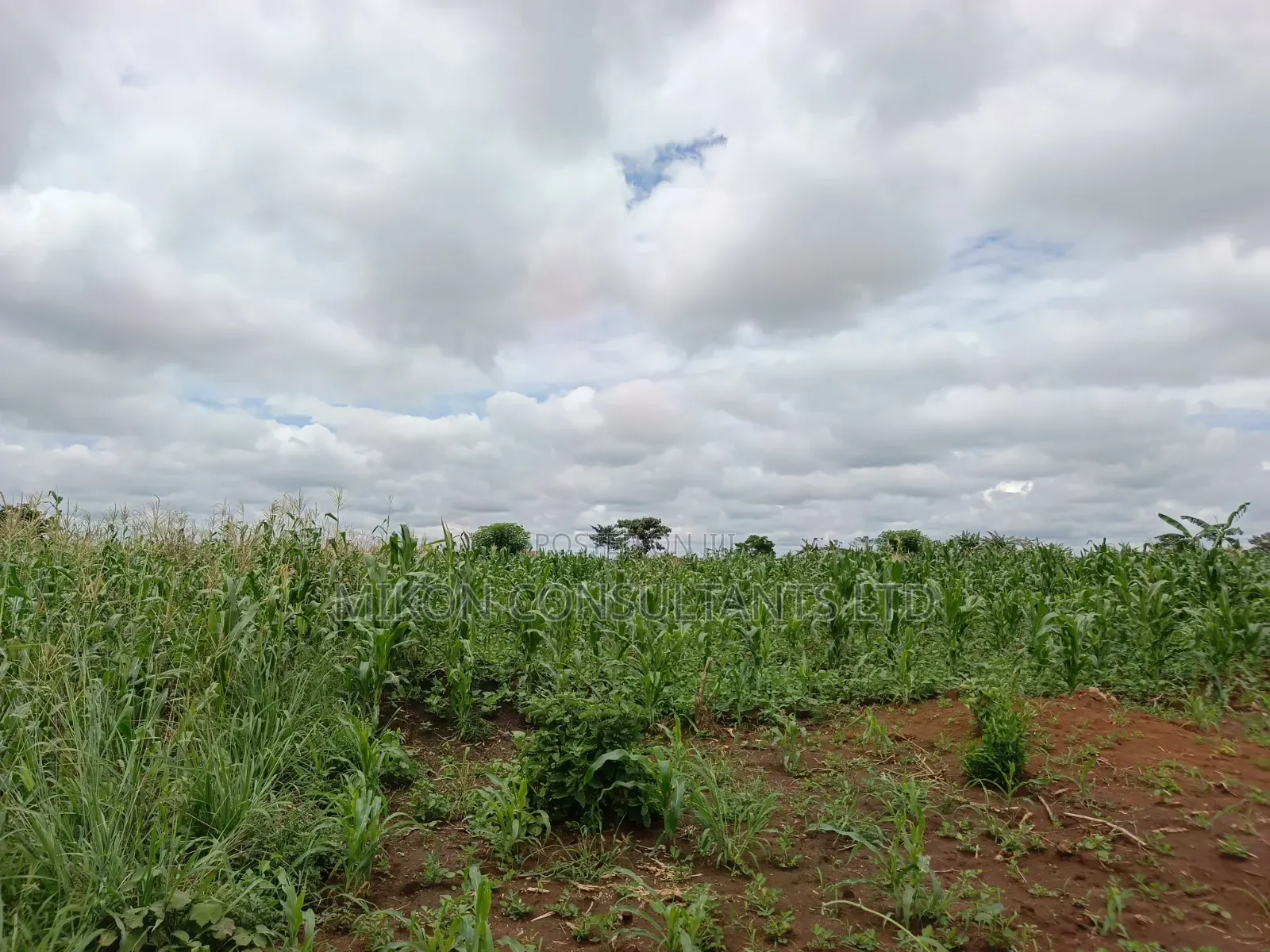10 Acres of Land in Kabunyata After Kikyusa Luwero District in Central Division