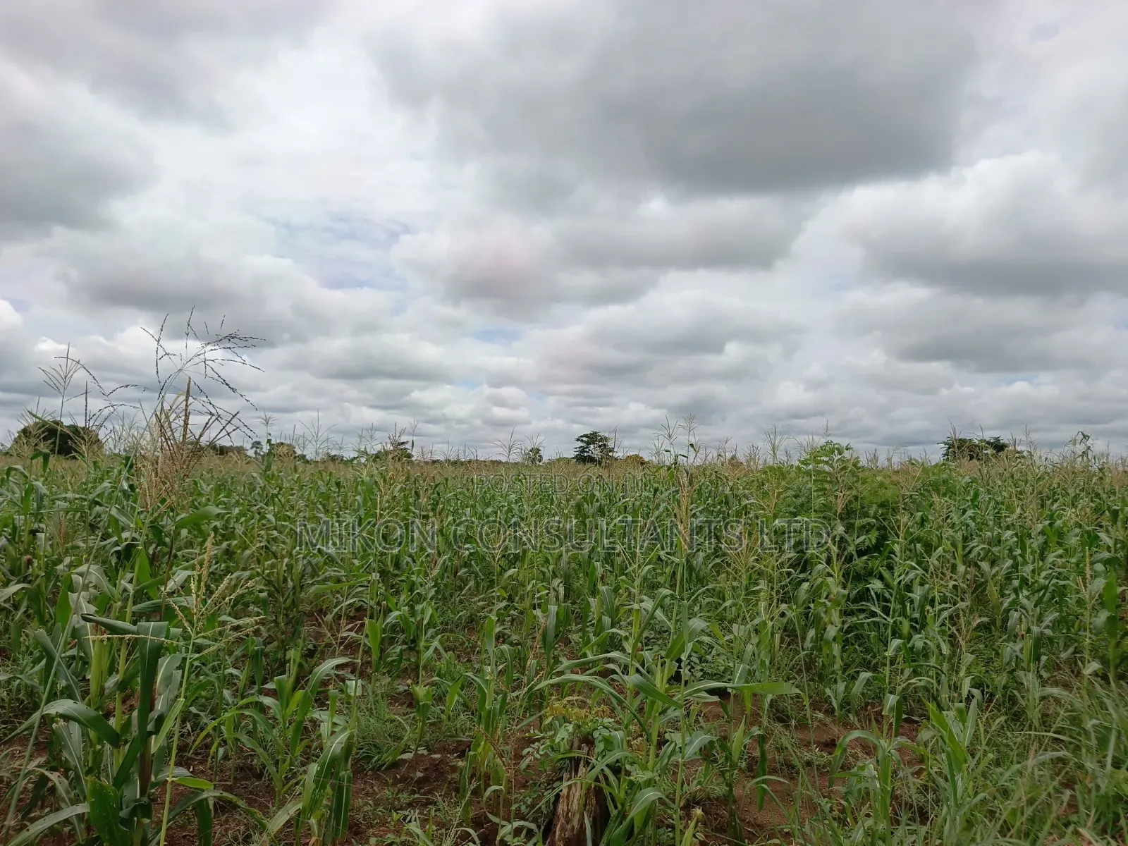 10 Acres of Land in Kabunyata After Kikyusa Luwero District in Central Division