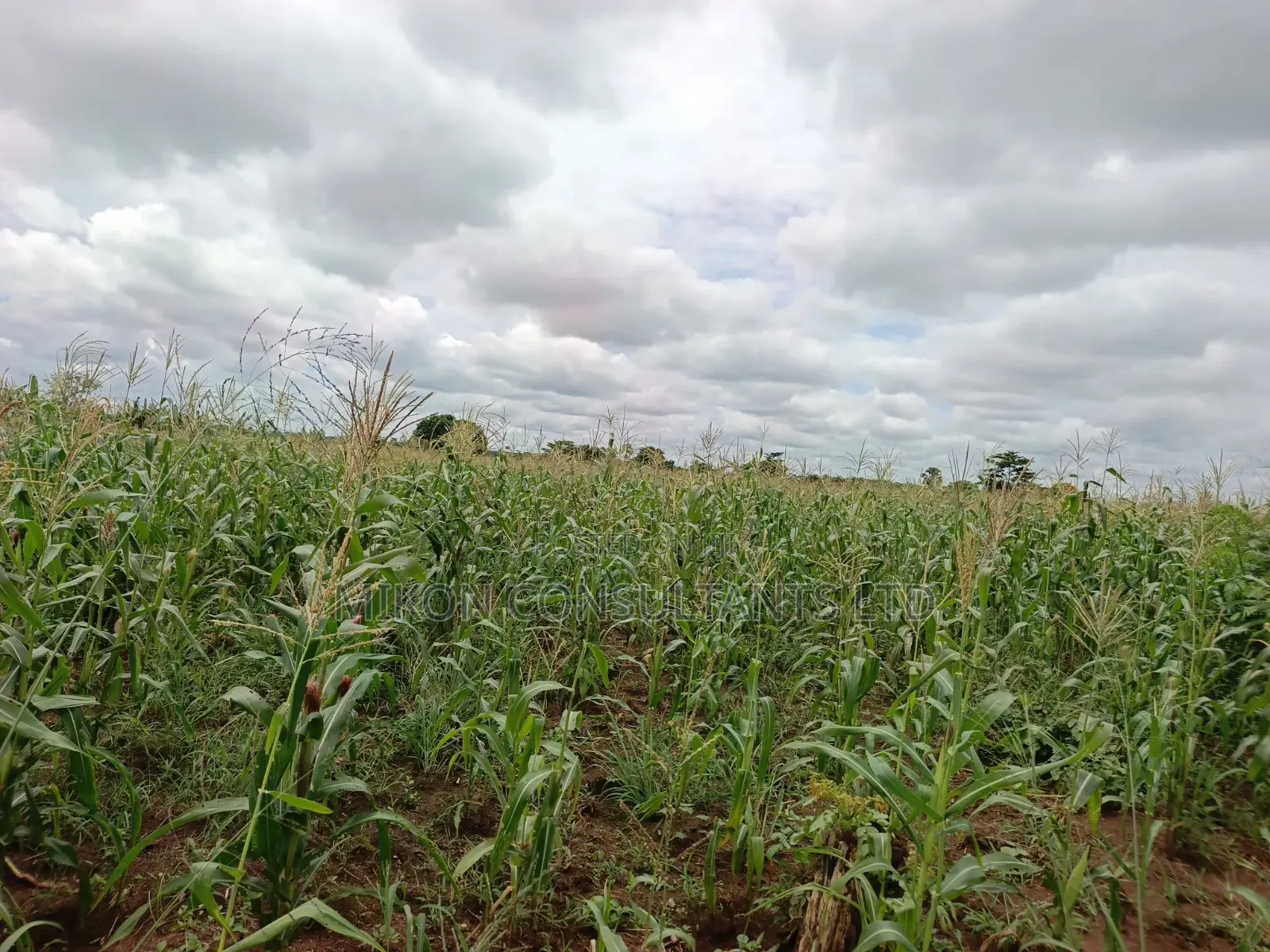 10 Acres of Land in Kabunyata After Kikyusa Luwero District in Central Division