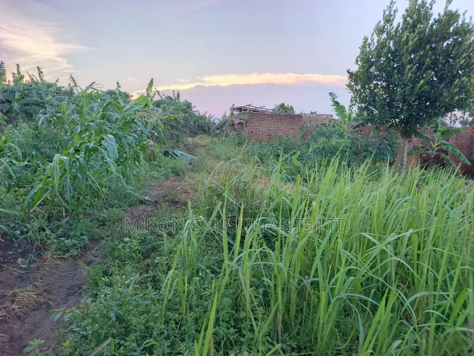 8 Acres of Land in Kikyusa Luwero District at Only 9m Per Acre in Kikyusa